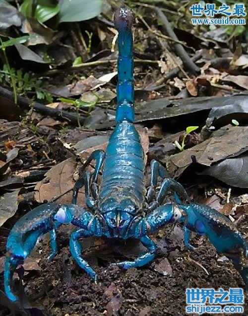 世界上最大的蝎子,真帝王蝎(长0.4米) - 世界之最
