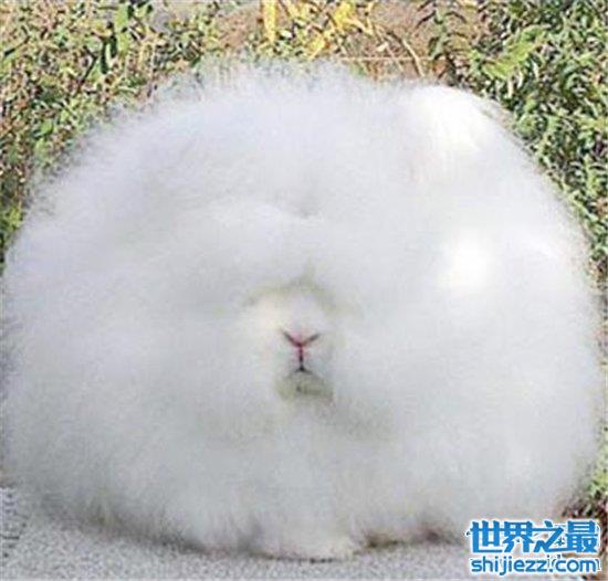 世界上毛最长的兔子,安哥拉兔毛长达36cm!