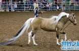 世界上尾巴最长的马，长达3.81米