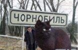 世界上最大的猫，乌克兰巨猫Angie(重726斤)