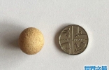 世界上最小的鸡蛋，比一元硬币还小(仅1.55厘米)
