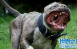 全世界最凶残的犬类，体型不大却能“秒杀”藏獒！