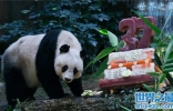 寿命最长的熊猫，37岁(相当于人类111岁)