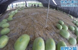 吉尼斯新纪录：河南一个“妈”生了131个西瓜