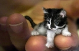 世界上最小的猫，比可乐罐还小(组图)