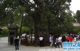 中国十大名树，必须参观膜拜(图)