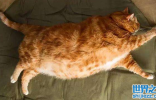 世界最大猫咪，最喜欢压在主人身上！太重了！
