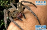 世界上最毒的十大蜘蛛排名，巴西游走蛛咬一口致男子勃起数天 ...