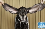 世界上耳朵最长的狗，长34.3厘米耳朵把自己绊倒