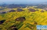 世界最大天成花园，云南罗平80万亩油菜花田