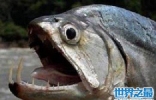 世界十大最危险的鱼，第一名是公认的世界毒王！