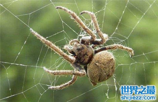 世界上腿最多的动物排名