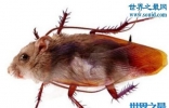 揭秘爱情公寓里出现的蟑螂鼠，地球上真实存在的物种