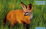 大耳狐，耳朵比脸还大/最长14厘米