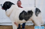 世界十大大型犬排名，马士提夫犬站起来比人还高