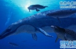 史前最大的掠食动物，伊西斯龙王鲸(大小鲨鱼通吃)