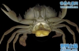 恐怖的寄生生物“蟹奴”，控制螃蟹思想最终致其死亡