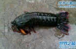 雀尾螳螂虾，凶残的深绿色龙虾/秒杀大螃蟹(视频)