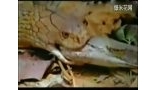 罕见两蛇厮杀！世界上最大的眼镜蛇吞食蟒蛇－ 高清