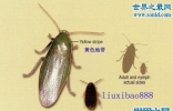 古巴蟑螂，绿色的蟑螂(并不是居所中的害虫)
