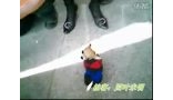 武汉国际会展中心 惊现世界上最小的狗！