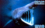 姥鲨，软骨被用来做中药和日本春药