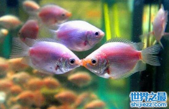 接吻鱼其实是在打架