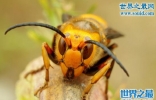 世界上最大的虎头蜂，中国大虎头蜂(蜇人致死)