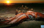 世界上最大的鱿鱼，寿命仅450天左右，除了抹香鲸几乎没有天敌 ...
