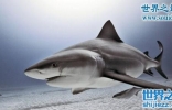神秘的海洋杀手牛鲨，存在于淡水区的吃人鲨鱼