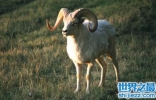 世界最“胖”羊，被称为羊中的巨人！