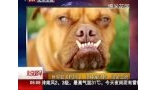 世界最丑狗得主：混种拳师狗一张苦瓜脸 北京您早 120705