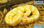 黄金蟒蛇，被当做神灵祭拜(珍贵突变种)