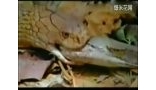 罕见两蛇厮杀！世界上最大的眼镜蛇吞食蟒蛇－ 高清视频
