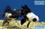 熊猫鱼，长着两个熊猫眼的观赏鱼(一千元一只)