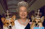 英国女王的狗，柯基犬(致英国皇室血案)