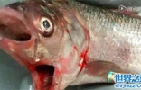 渔民捕获神秘生物，长着两条尾巴两个脑袋