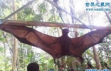 恐怖巨型蝙蝠的真面目，鼯猴(展翼可达1.7米)