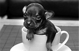 世界最小狗到底有多小？即使是最小的狗狗它也是人类的好朋友！ ...