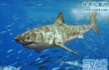 鼠鲨，坚实及沉重的鲨鱼(长3.7米，重500斤)