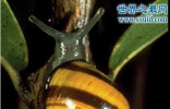 夏威夷蜗牛，成年后变雌雄同体(外表绚丽鲜艳)