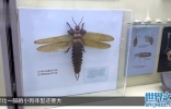 世界上最大的昆虫，比狗还要大，翅膀展开可达75cm！