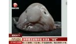 世界最丑动物评选 水滴鱼夺冠