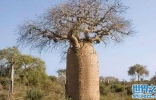 世界上储水量最多的树，移植到中国后发生了什么？