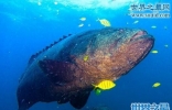 巨型石斑鱼，能一口生吞鲨鱼(重638斤)
