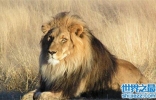 世界上最小的狮子，索马里狮子虽然小但是强大无比