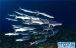 十大世界上游最快的鱼，身材小也不一定跑的快
