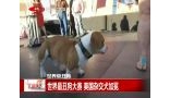 世界最丑狗大赛 美国杂交犬加冕
