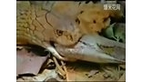 超罕见两蛇厮杀！世界上最大的眼镜蛇吞食蟒蛇