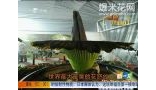 世界最大最臭的花怒放 [新一天]